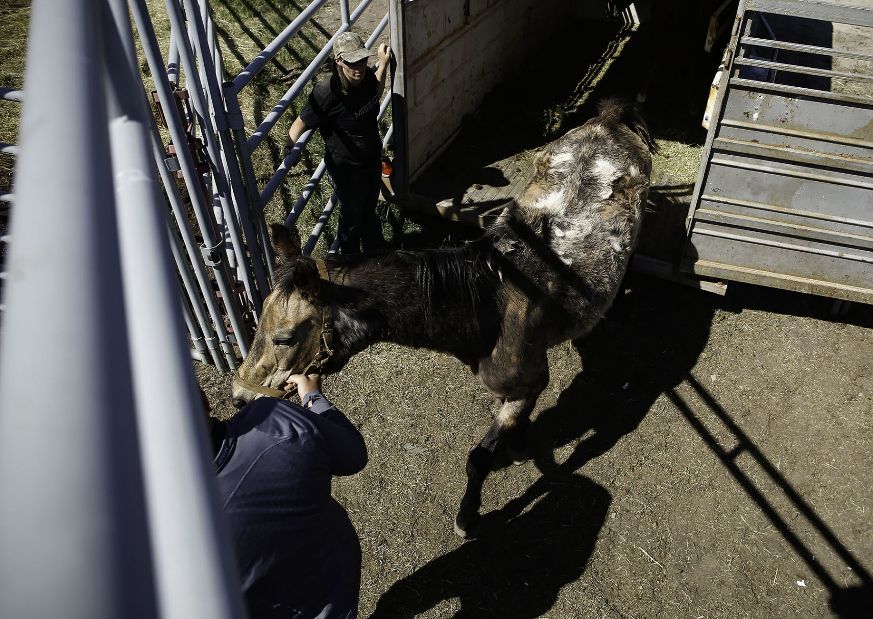 Seized horses